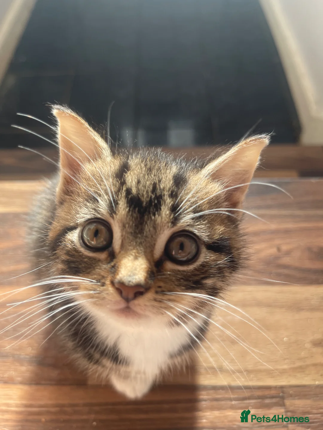 Siberian cats for sale: Siberian Cross kittens in Dudley - Advert 7