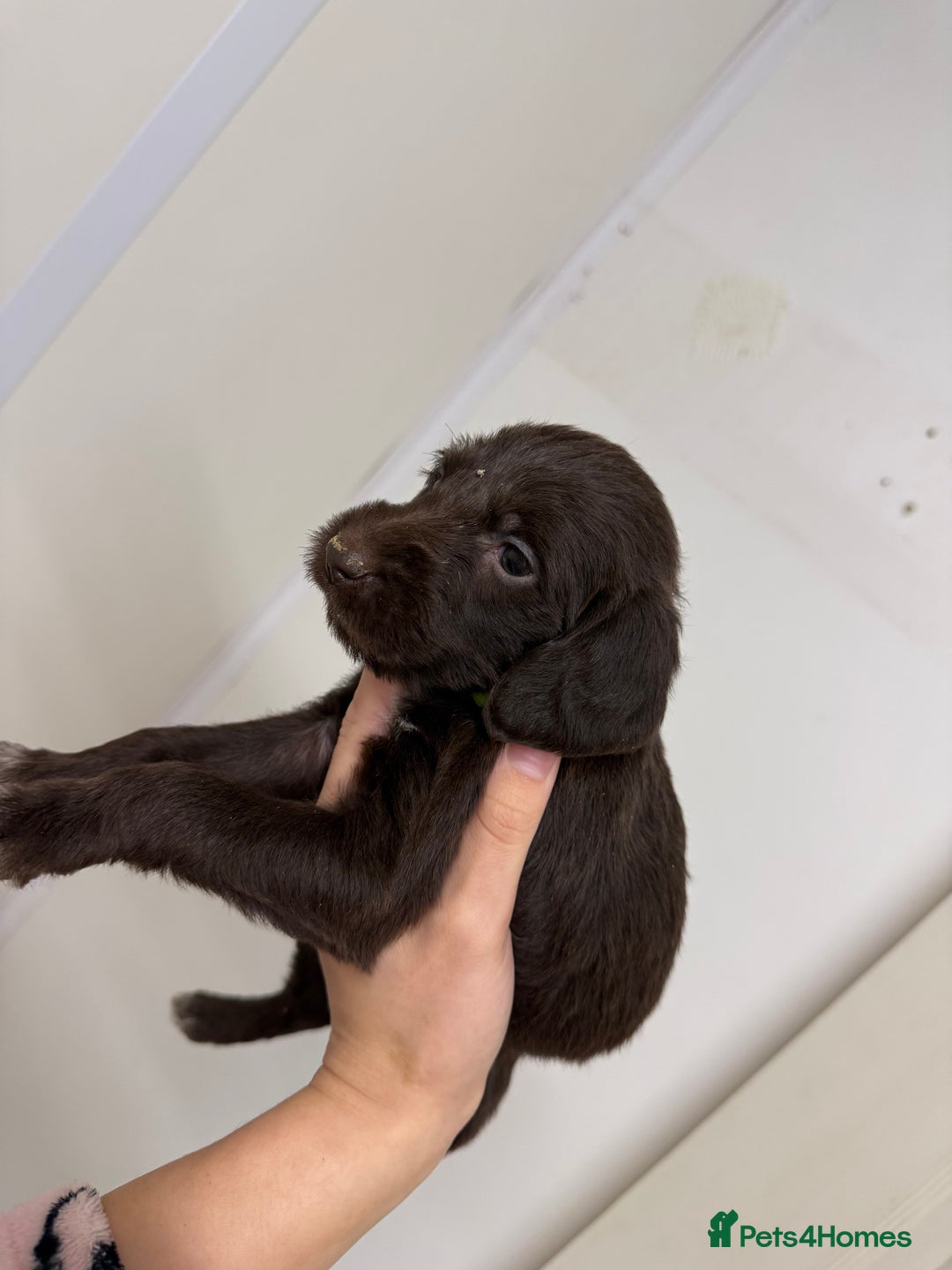 German Wirehaired Pointer dogs for sale: 11 German Wirehaired Pointer Puppys - Advert 16