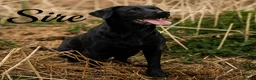 Labrador Retriever dogs for sale: Outstanding Labrador Puppies–Exceptional Pedigree - Advert 13
