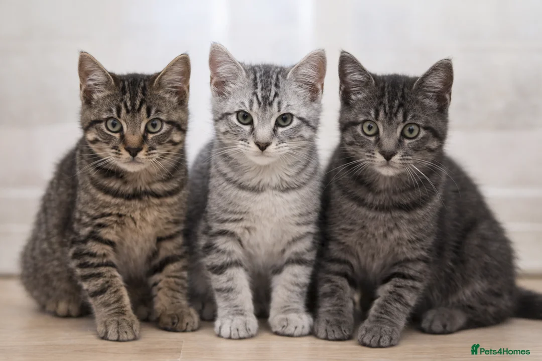 Mixed Breed cats for sale: Beautiful Maine Coon–type kittens available. - Advert 1