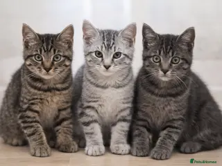 Mixed Breed cats Beautiful Maine Coon–type kittens available. - Advert 4