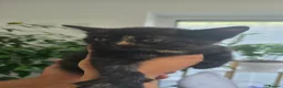 Mixed Breed cats for sale: 8 kitten looking for new forever homes  - Advert 3