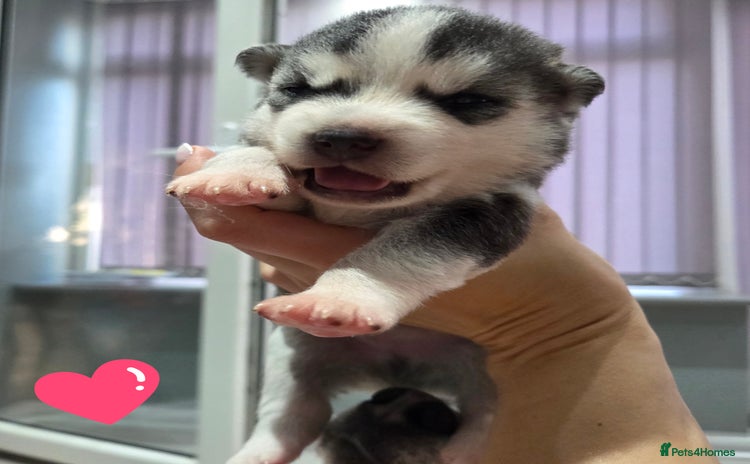 Pomsky dogs - Advert 1