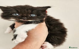 Mixed Breed cats for sale: Adorable Fluffy Chunky Kittens - Image 3