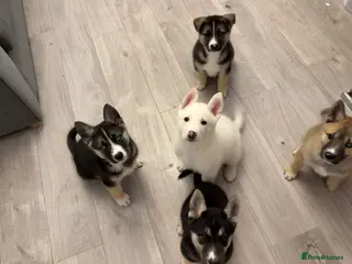 Shepsky dogs SHEPSKY PUPS - READY TO LEAVE THURS! - Advert 3