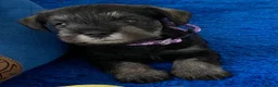Miniature Schnauzer dogs for sale: Adorable KC Reg Mini Schnauzer Pups - Advert 9
