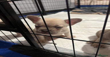 French Bulldog dogs - Advert 15