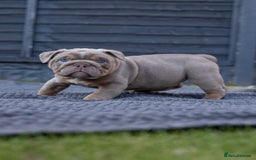 English Bulldog dogs for sale: English Bulldog puppies  - Image 9