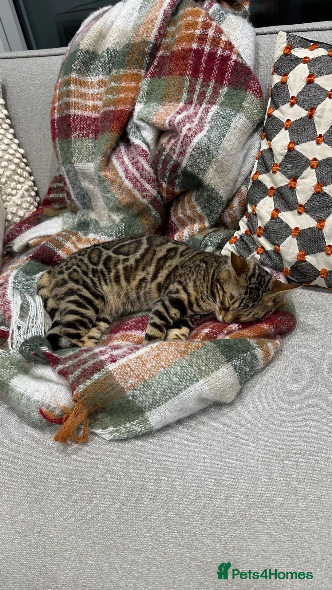 Bengal cats for sale: Pure Bengal cat for sale  in London - Advert 2