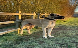 Anatolian Shepherd dogs for sale: Malakli Puppies - Image 4