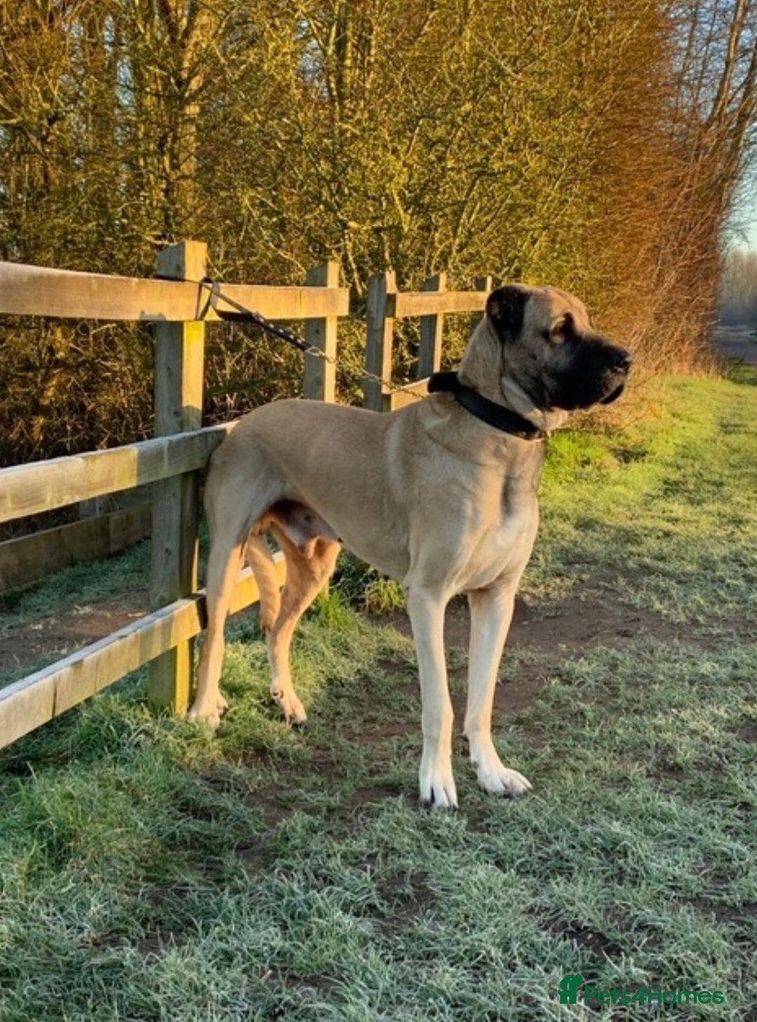 Anatolian Shepherd dogs for sale: Malakli Puppies - Image 4