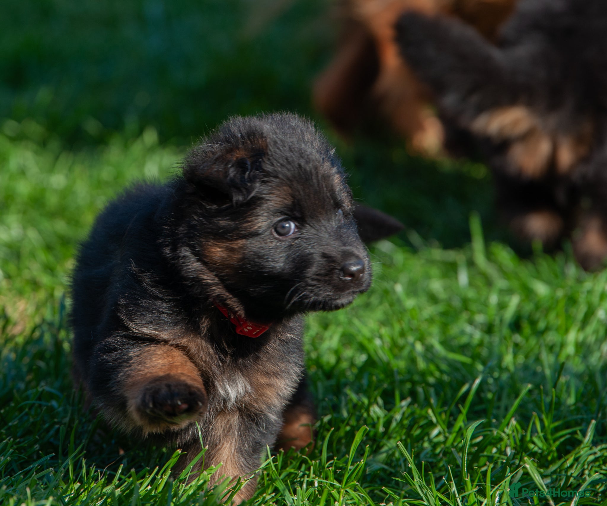 German Shepherd dogs for sale: ❤️🐾 Beautiful Long-Haired GSD Puppies🐾❤️ - Advert 12