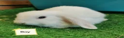 Mini Lop rabbits for sale: Blue eyed white Mini Lop babies  - Advert 4