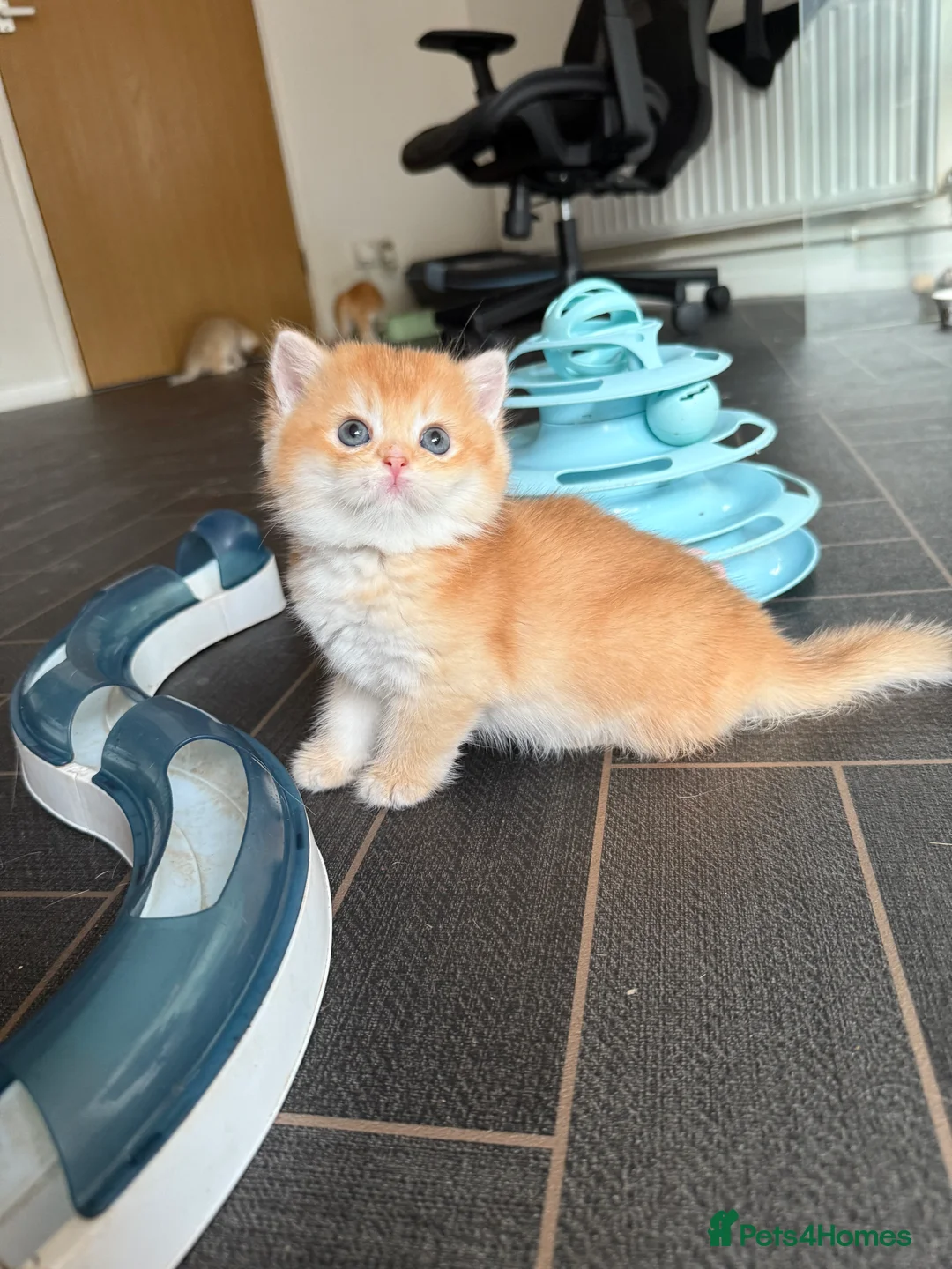 British Shorthair cats for sale: GCCF reg BSH and BLH Chocolate Golden Kittens - Advert 37