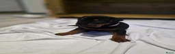 Chinese Red Dog dogs for sale: Stunning Chinese Red Dog Puppies. in Manchester - Advert 26