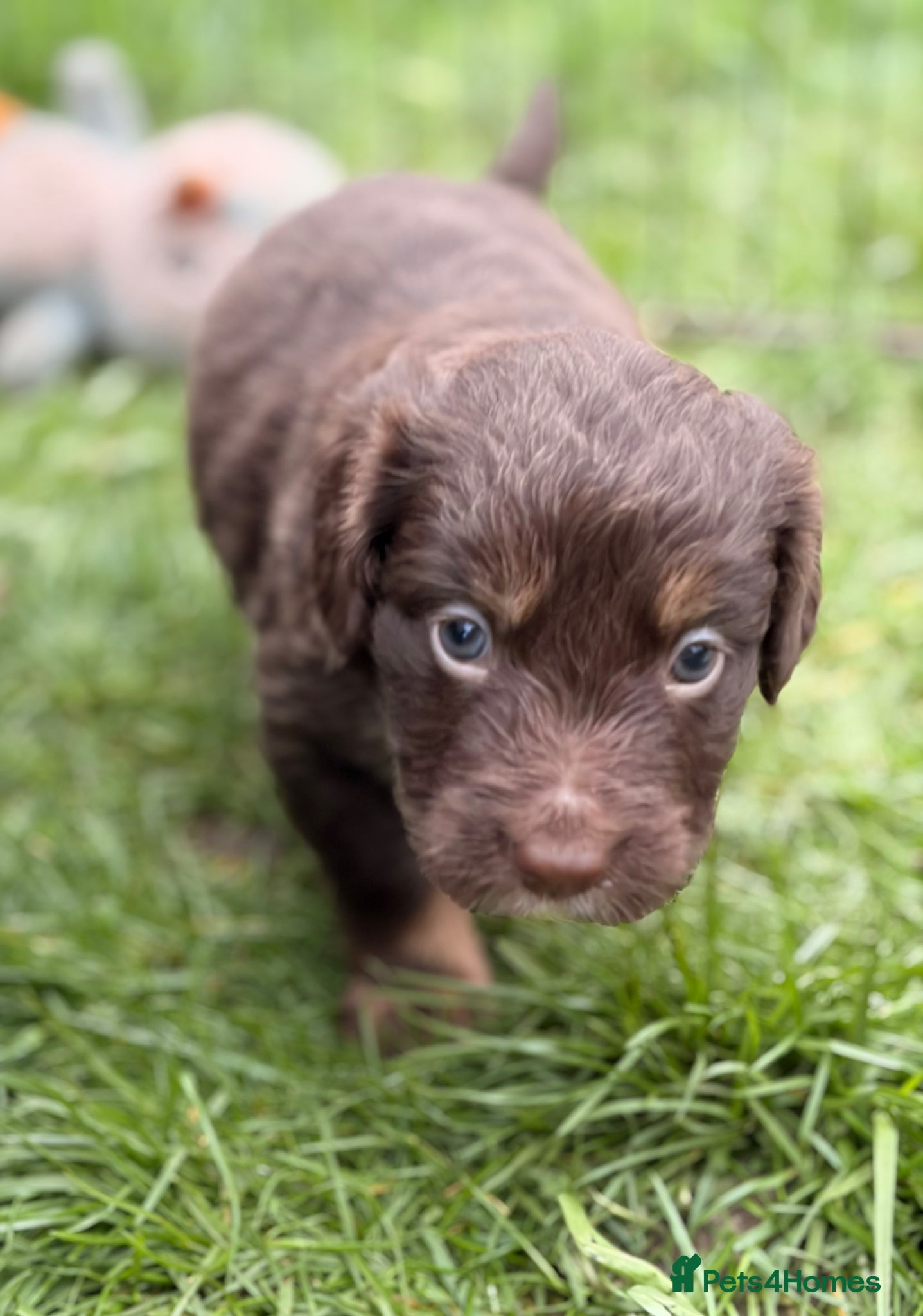 Cocker Spaniel dogs STUNNING WORKING COCKER SPANIEL PUPS.  - Advert 1