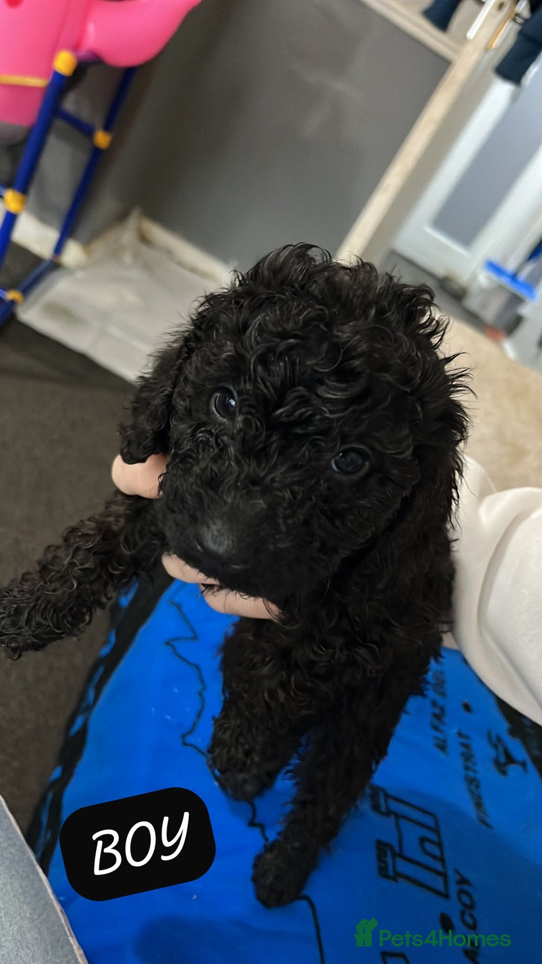 Cockapoo dogs for sale: 3 x Cockapoo Puppy’s For Sale - Advert 5