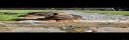 Miniature Dachshund dogs for sale: KC Miniature Dachshunds ready for forever homes - Advert 22
