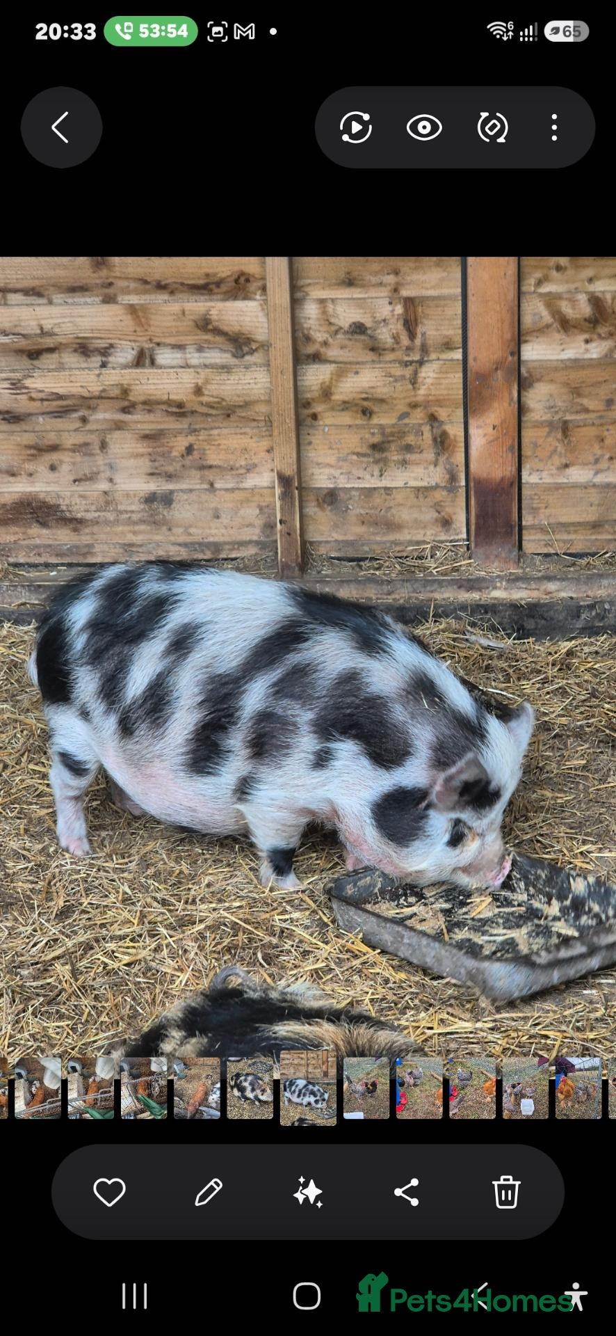 Pig livestock Trio of kunekune sows  - Advert 2
