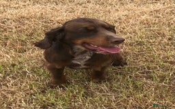 Cocker Spaniel dogs for sale: Well socialised Pedigree Cocker pups - Image 24
