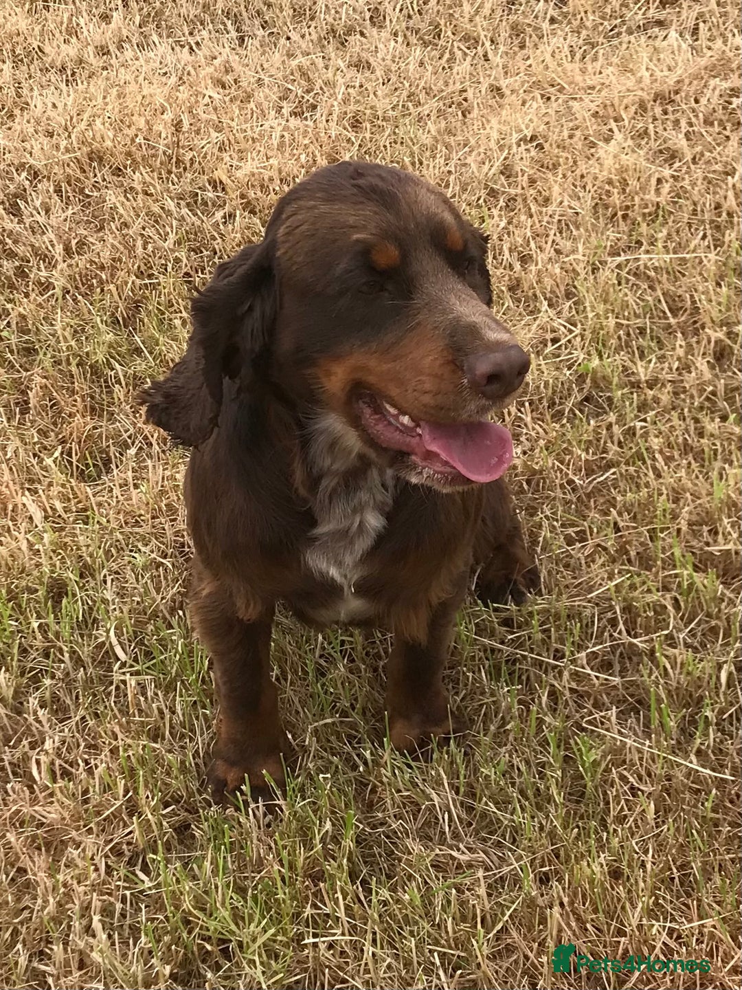 Cocker Spaniel dogs for sale: Well socialised Pedigree Cocker pups - Image 24