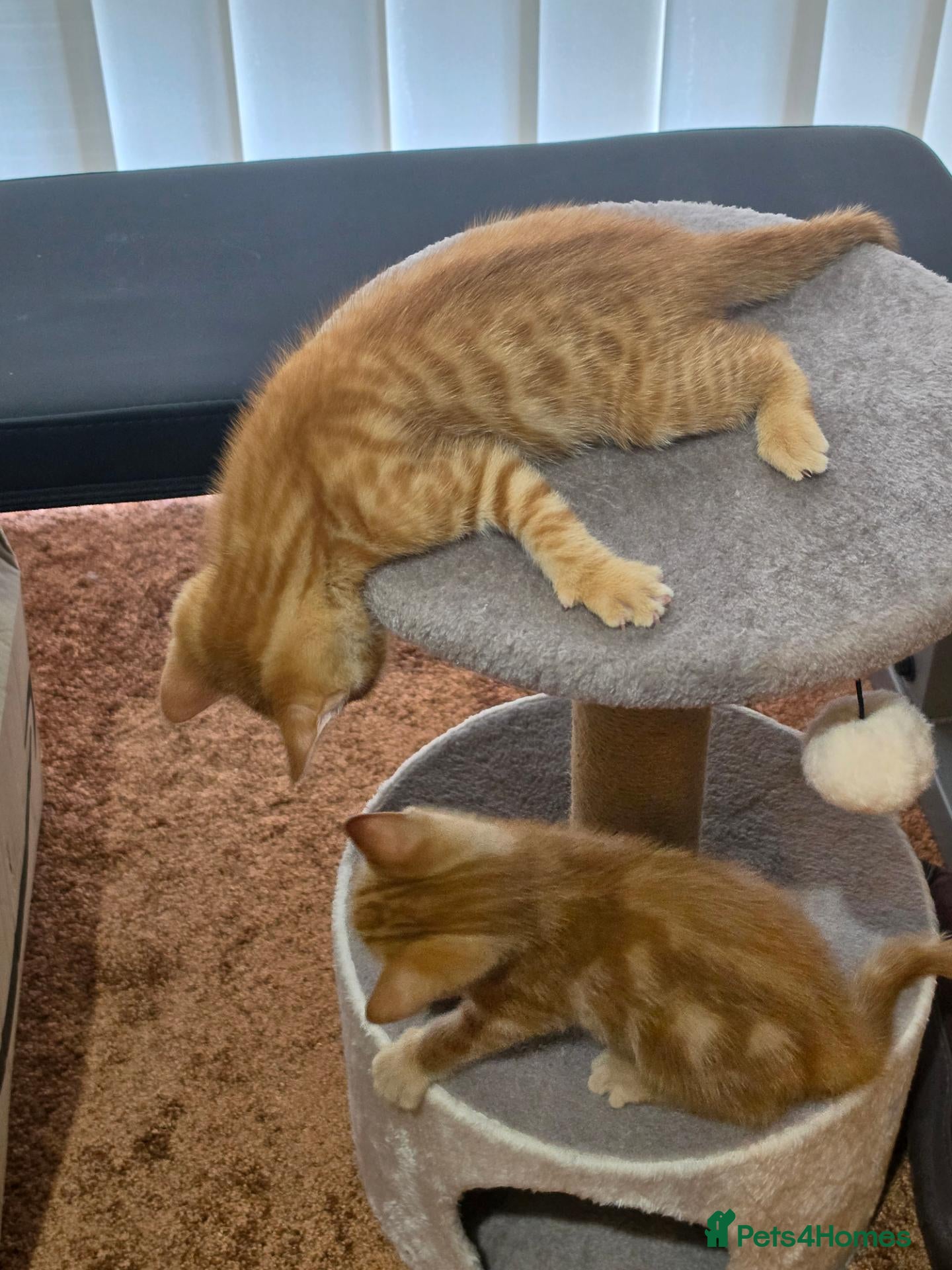 Mixed Breed cats Ginger boy and girl  - Advert 3