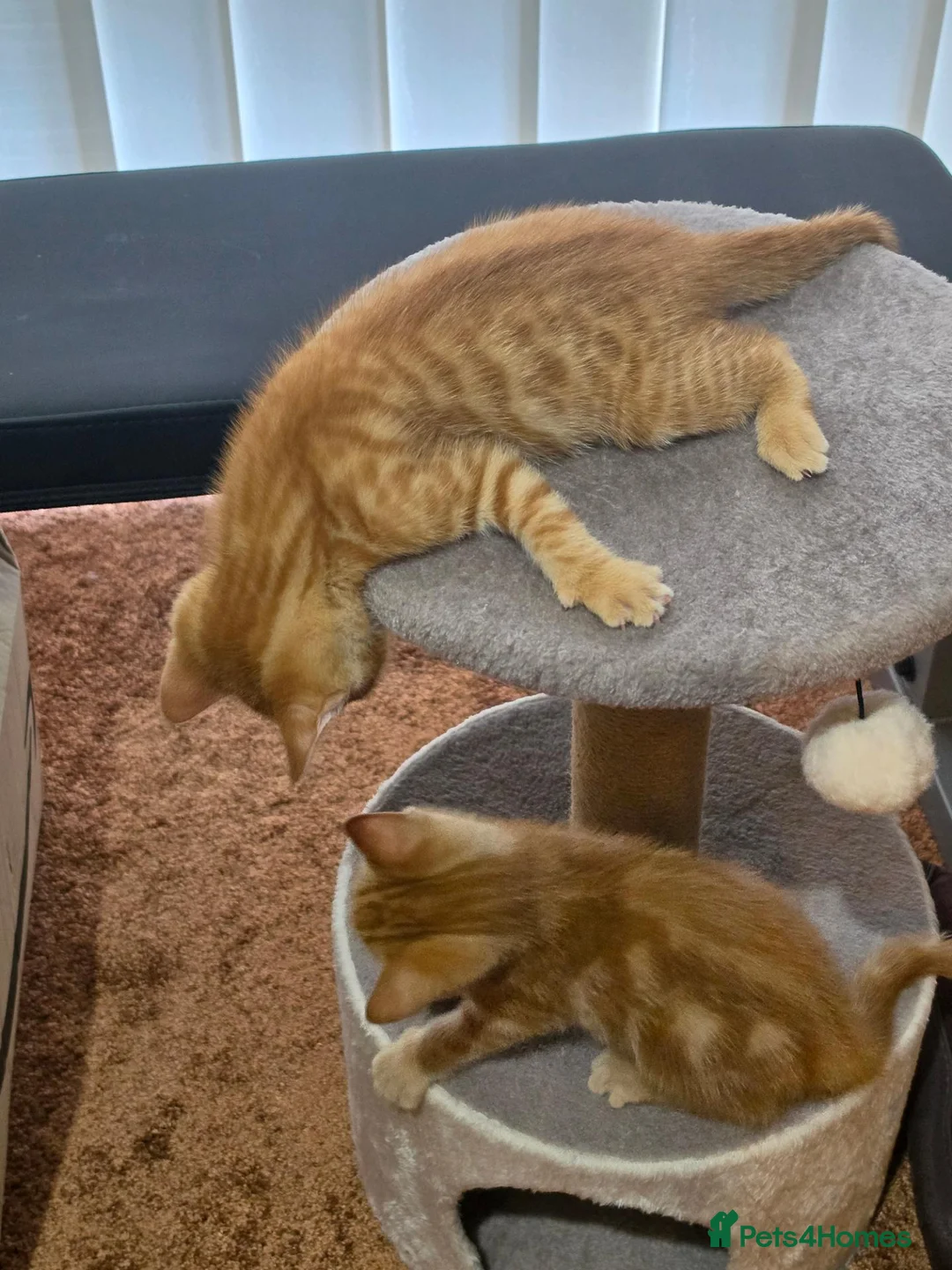 Mixed Breed cats for sale: Ginger boy and girl  - Advert 1