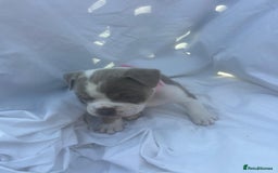 Olde English Bulldogge dogs for sale: Olde English Bulldog Puppies - Image 14