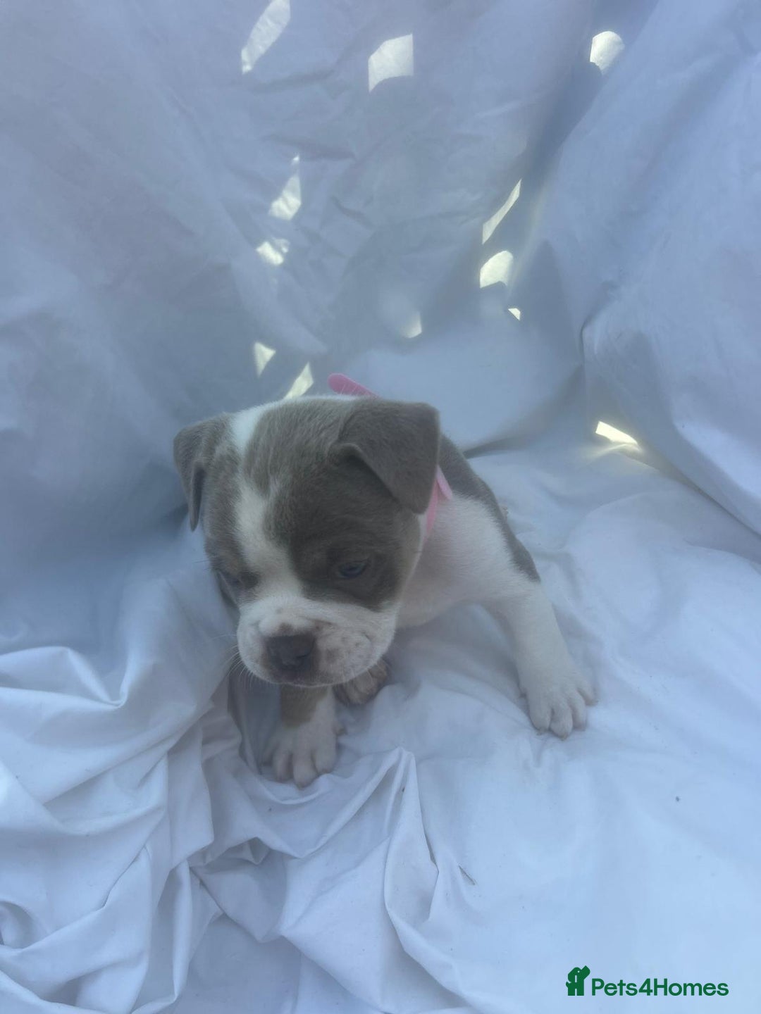 Olde English Bulldogge dogs for sale: Olde English Bulldog Puppies - Image 14