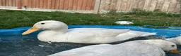 Ducks poultry for sale: 3 Cherry Valley Ducks - Advert 12