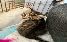Mixed Breed cats for sale: 4 Mix Breed Kittens for sale - Image 7
