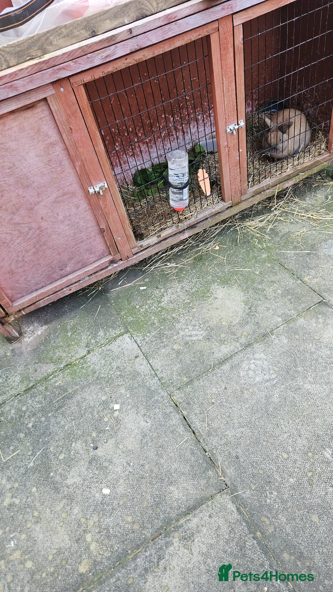 English Lop rabbits for sale: Rabbit  - Advert 2