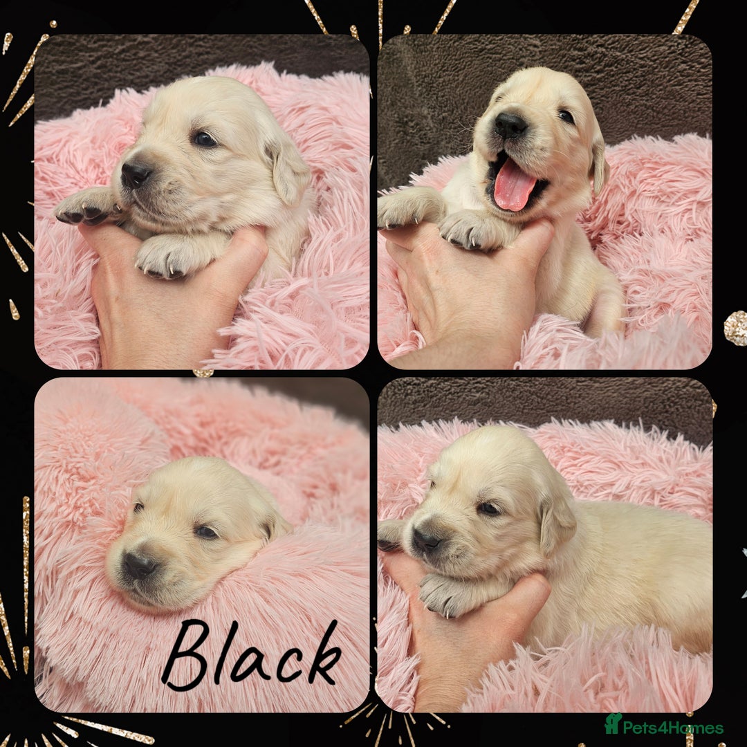 Golden Retriever dogs for sale: 9 KC registered, from imported lines puppies  - Image 29