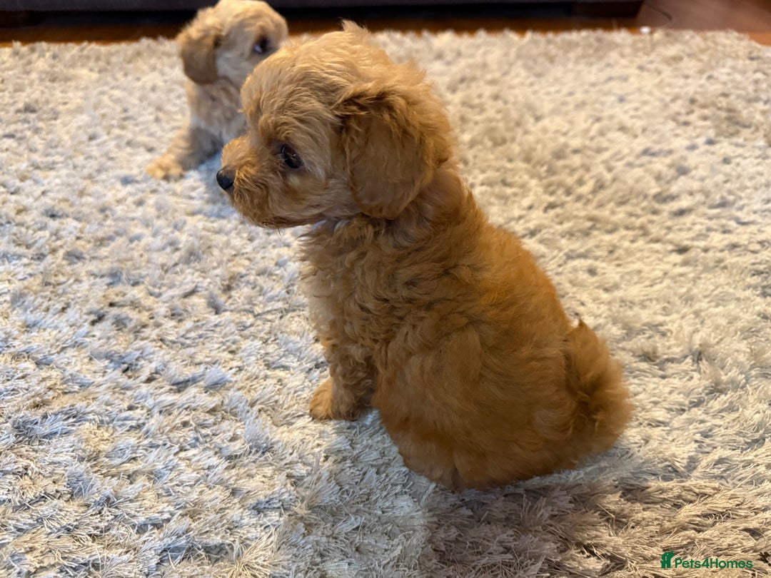 Maltipoo dogs for sale: Real life teddy bears f1 Maltipoo 3 left!🐾🐶❤️💥 - Image 39