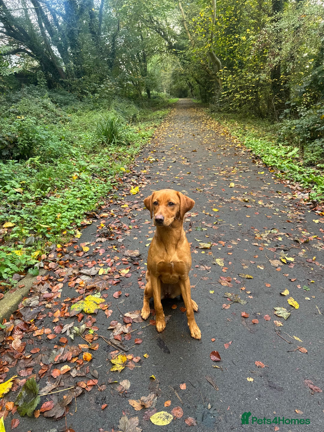Labrador Retriever dogs for sale: Pedigree fox red Labrador  - Advert 1
