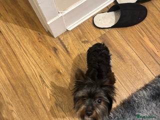 Yorkshire Terrier dogs - Advert 4