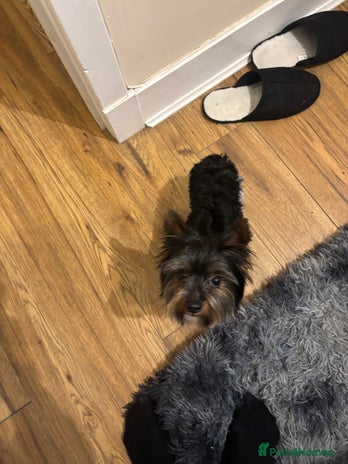 Yorkshire Terrier dogs - Advert 10