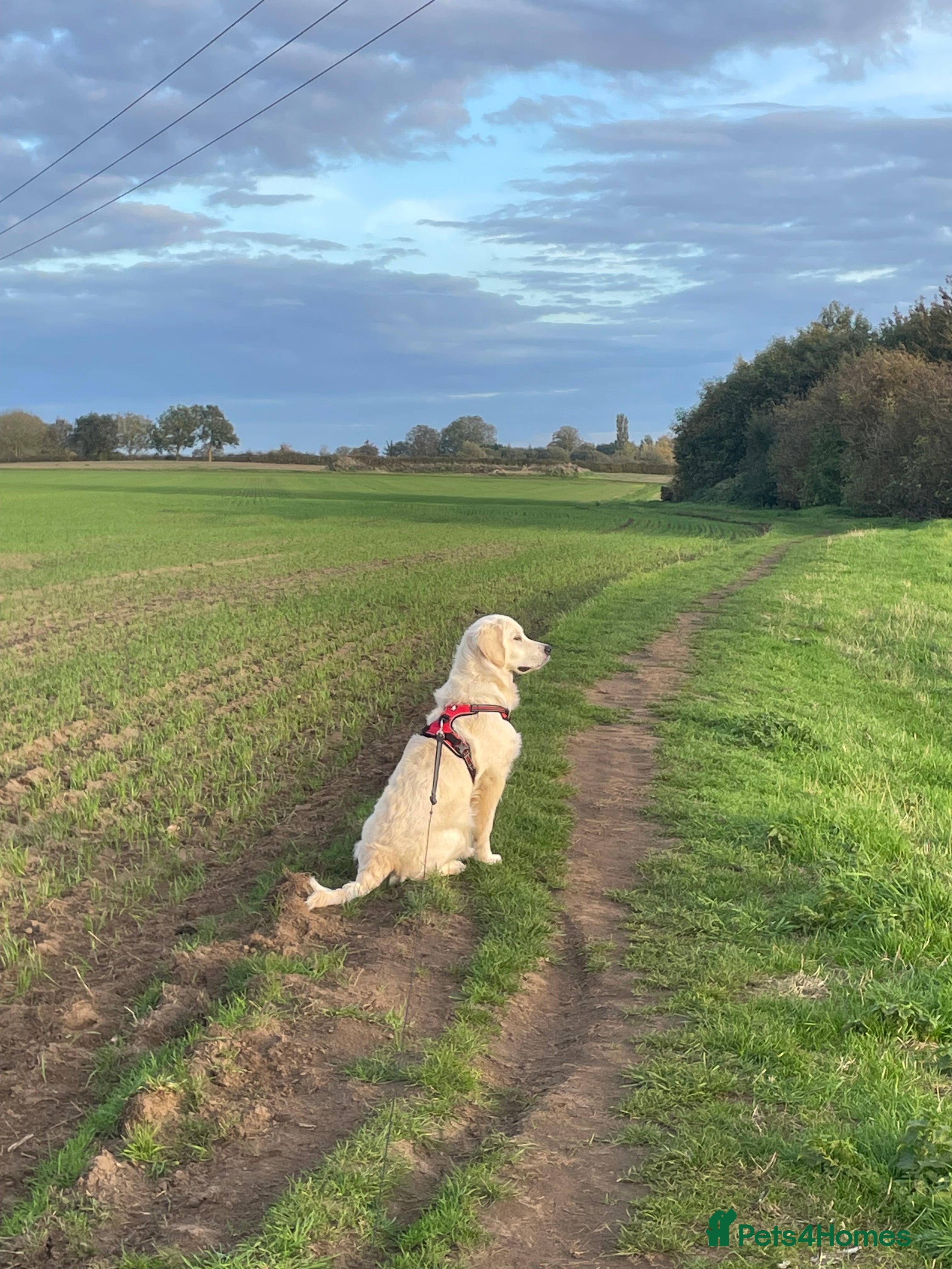 Golden Retriever dogs Golden retriever for sale £1100 Ono - Advert 7
