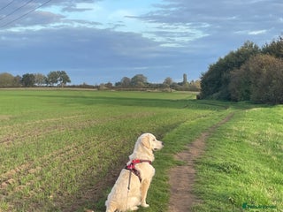 Golden Retriever dogs Golden retriever for sale - Advert 1