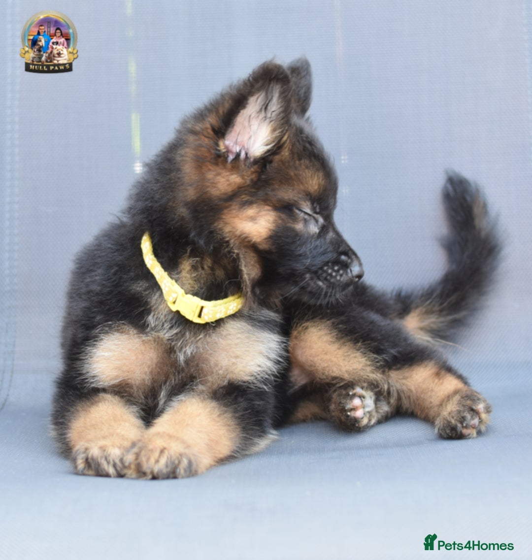 German Shepherd dogs for sale: 🤩💥READY NOW 🤩💥German shepherd puppies  - Image 8