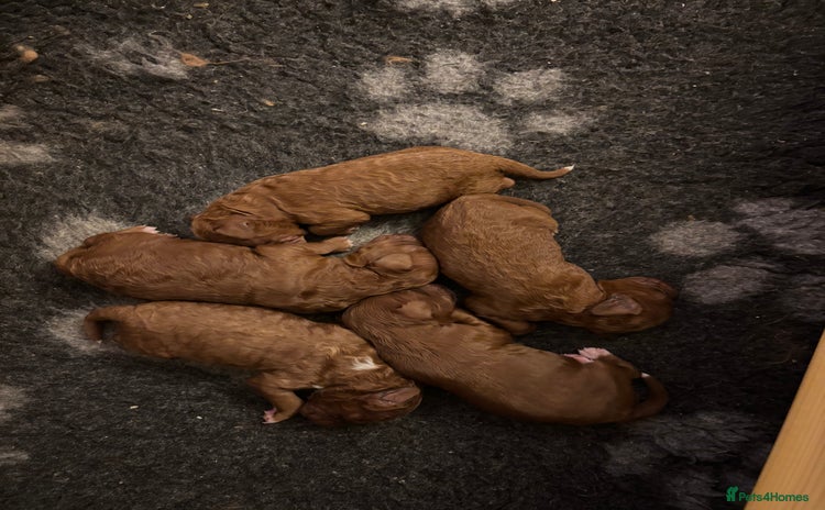 Cavapoo dogs Cavapoo F1B - Advert 12