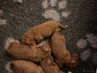 Cavapoo dogs Cavapoo F1B - Advert 1