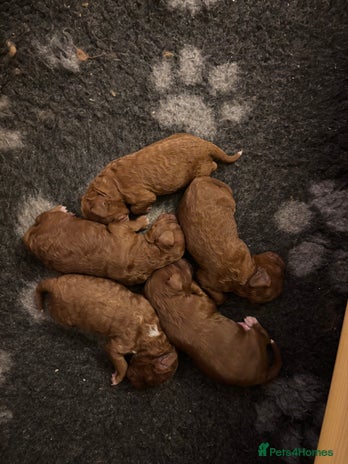 Cavapoo dogs Cavapoo F1B - Advert 12