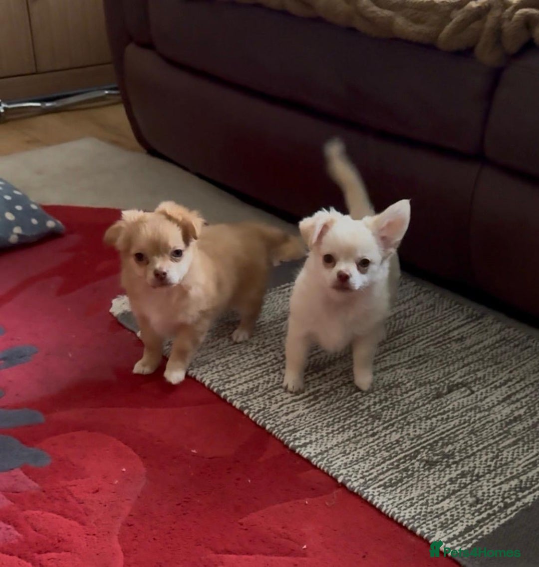 Chihuahua dogs for sale: CHIHUAHUA boys ready - Advert 3