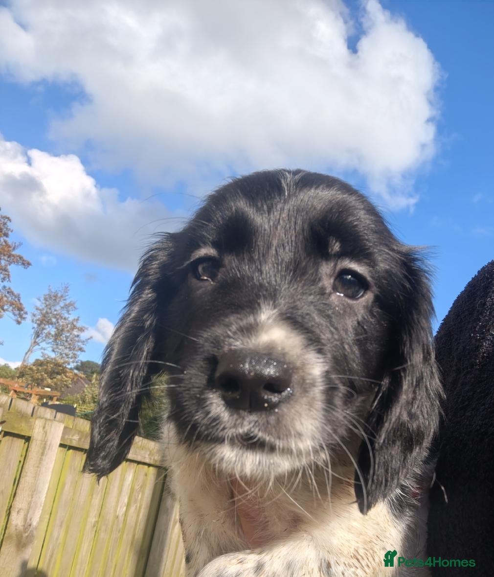 English Springer Spaniel dogs KC English Springer Spaniel pups - Advert 2
