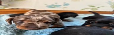 Miniature Dachshund 3