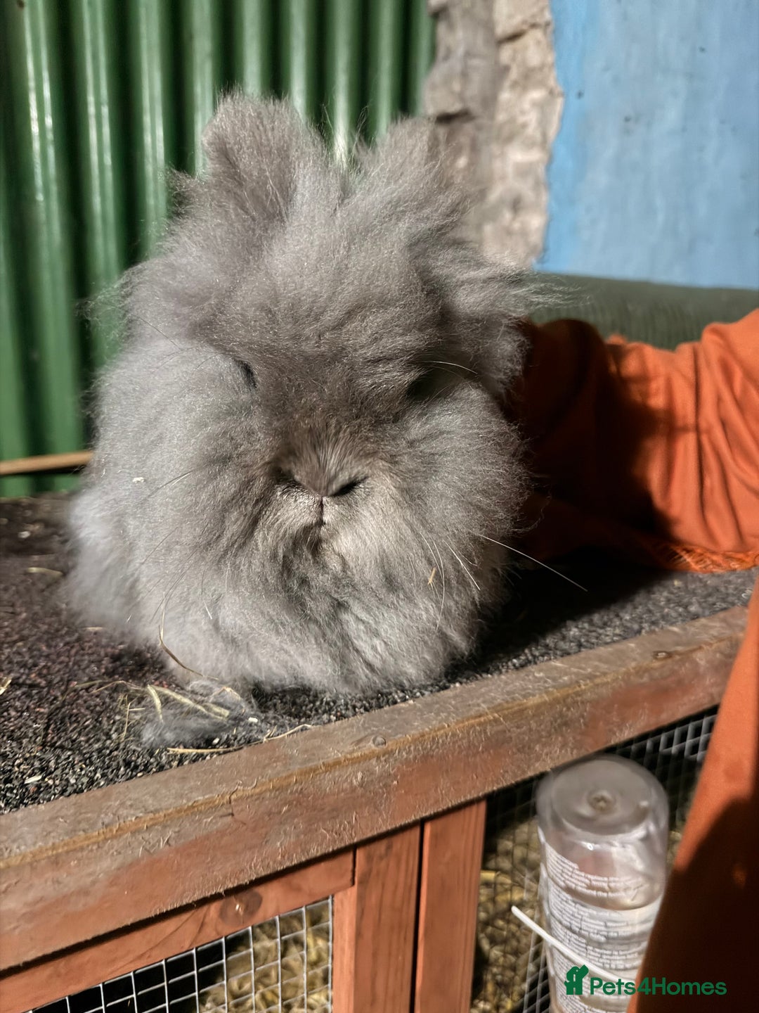 Lionhead rabbits for sale: 2 double mane male bonded Lionheads  - Advert 3