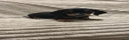 Miniature Dachshund dogs for sale: Miniature dashund  - Advert 5