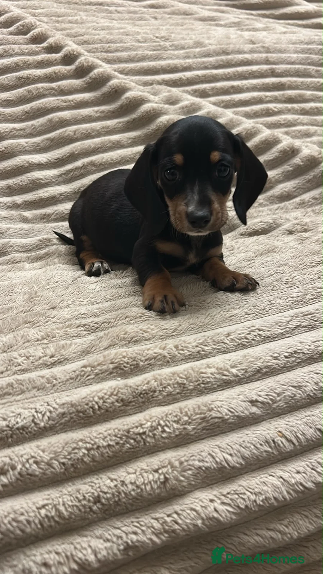 Miniature Dachshund dogs for sale: Miniature dashund  - Advert 5