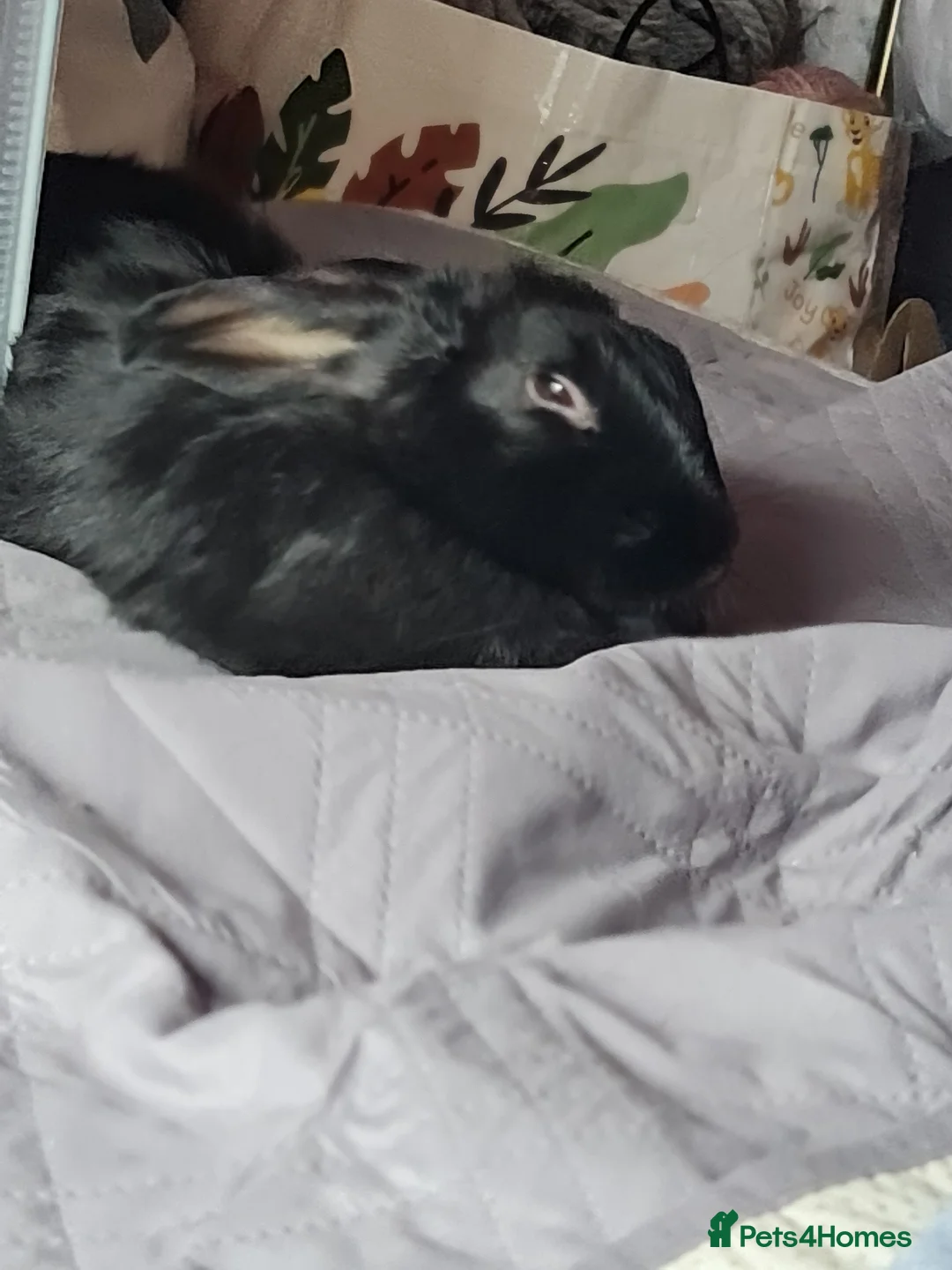Mixed Breed rabbits for sale: 1 Male Rabbit Kit. Fully Vaccinated.  - Advert 2